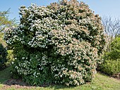 Bitchiu viburnum, Viburnum bitchiuense in bloom