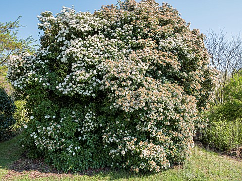 Bitchiu_viburnum_Viburnum_bitchiuense_in_bloom