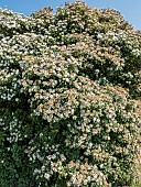 Bitchiu viburnum, Viburnum bitchiuense in bloom