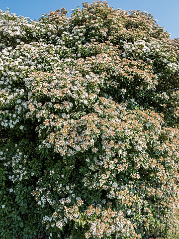 Bitchiu_viburnum_Viburnum_bitchiuense_in_bloom