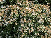 Bitchiu viburnum, Viburnum bitchiuense in bloom