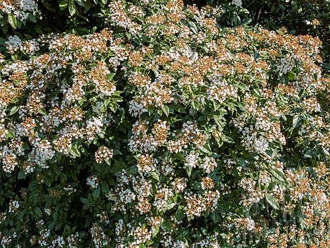 Bitchiu_viburnum_Viburnum_bitchiuense_in_bloom