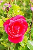 Hybrid Tea Rose, Rosa Crêpe de Chine Breeder : Delbard (FRA), flower