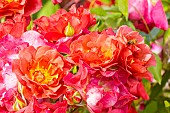 Rose floribunda, Rosa Cinco de Mayo Breeder: Carruth (USA) 2006, flowers