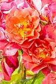 Rose floribunda, Rosa Cinco de Mayo Breeder: Carruth (USA) 2006, flowers