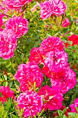 Rose polyantha, Rosa Knirps Breeder : Kordes (GER) 2004, flowers