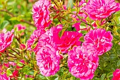 Rose polyantha, Rosa Knirps Breeder : Kordes (GER) 2004, flowers