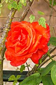 Hybrid Tea Rose, Rosa Super Star Breeder : Tantau 1960, flower