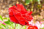 Hybrid modern rose, Rosa Ingrid Bergman Breeder : Poulsen (DAN) 1984, flower