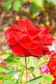 Hybrid modern rose, Rosa Ingrid Bergman Breeder : Poulsen (DAN) 1984, flower