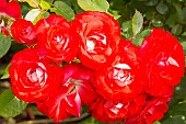Rose floribunda, Rosa Planten un Blomen Breeder: Kordes (GER) 2008, flowers