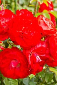 Rose floribunda, Rosa Planten un Blomen Breeder: Kordes (GER) 2008, flowers