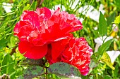 Hybrid Tea Rose, Rosa Arlequin Breeder : Meilland (FRA) 2004, flowers