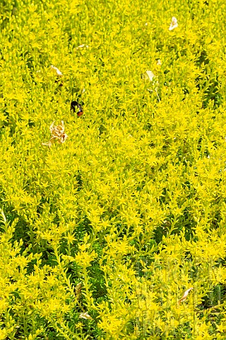 Stonecrop_Sedum_selskianum_Spirit_flowers