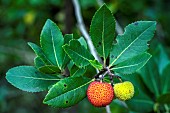 Arbutus berries (Arbutus unedo), Galeizon Valley, Cevennes, France