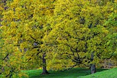 English oak (Quercus robur) in autumn, Hills in the region of Lake Paladru in Isère, France