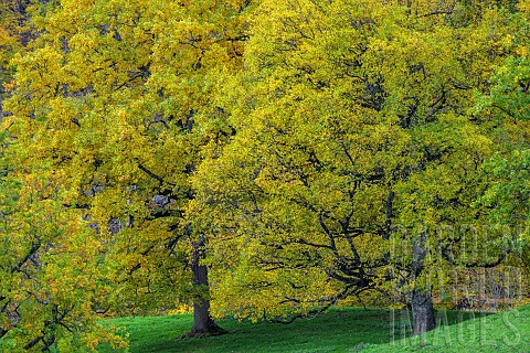 English_oak_Quercus_robur_in_autumn_Hills_in_the_region_of_Lake_Paladru_in_Isre_France