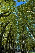 Alley of hundred-year-old plane trees in autumn. Chambery, Savoie, France