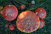 Fly agaric (Amanita muscaria) in the grass, Savoie, France