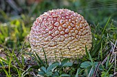 Flycatcher (Amanita muscaria) emerging from the ground in the form of an egg, wrapped in the fluffy fabric of the universal veil, Savoie, France