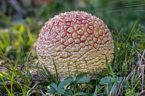 Flycatcher_Amanita_muscaria_emerging_from_the_ground_in_the_form_of_an_egg_wrapped_in_the_fluffy_fab