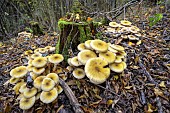 Honey mushroom (Armillaria mellea) on a stump, responsible for rotting the living parts of the wood, Savoie, France