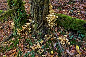 Honey mushroom (Armillaria mellea) on a stump, responsible for rotting the living parts of the wood, Savoie, France