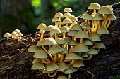 Sulphur Tuft (Hypholoma fasciculare) on dead wood, Savoie, France