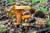 Saffron milkcap (Lactarius deliciosus) in dead leaves, Savoie, France