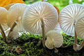 Porcelain mushroom (Mucidula mucida) on a beech tree in the Bugey, Ain, France