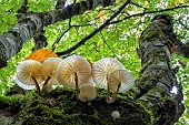 Porcelain mushroom (Mucidula mucida) on a beech tree in the Bugey, Ain, France