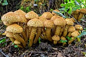 Shaggy Scalycap (Pholiota squarrosa) on a stump, Savoie, France