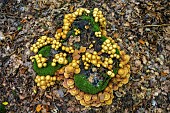 Two-toned Pholiota (Kuehneromyces mutabilis) on a stump in a forest, Savoie, France