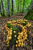 Two-toned Pholiota (Kuehneromyces mutabilis) on a stump in a forest, Savoie, France