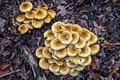 Jahns Pholiota (Pholiota jahnii) in forest, Savoie, France