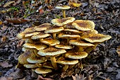 Jahns Pholiota (Pholiota jahnii) in forest, Savoie, France