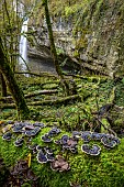 Turkey tail (Trametes versicolor) on a trunk above a river, Bugey, Ain, France