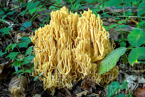 Coral_Fungus_Ramaria_flavescens_in_forest_Savoie_France
