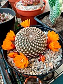 Arenaceous crown cactus (Sulcorebutia arenacea) in pot, Bordeaux, France