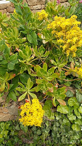 Shrubby_stonecrop_Sedum_praealtum_Brittany_France