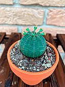 Baseball Plant (Euphorbia obesa) in pot, Bordeaux, France