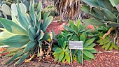 Swan neck Agave (Agave attenuata), Botanical Gardens, Sydney, Australia