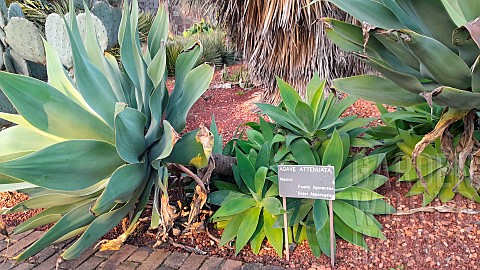 Swan_neck_Agave_Agave_attenuata_Botanical_Gardens_Sydney_Australia