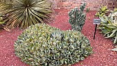 Butterfly Agave (Agave potatorum), Botanical Gardens, Sydney, Australia