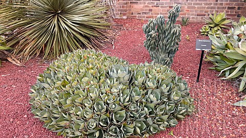 Butterfly_Agave_Agave_potatorum_Botanical_Gardens_Sydney_Australia