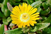 Delosperma (Delosperma nubigenum) flower, Botanical Gardens, Sydney, Australia