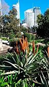 Clanwilliam aloe (Aloe comosa) in bloom, Botanical Gardens, Sydney, Australia