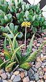 Aloe (Aloe sinkatana) flower, Botanical Gardens, Sydney, Australia