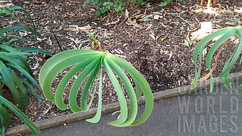 Century_plant_Boophone_disticha_Botanical_Gardens_Sydney_Australia