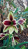 Butterfly Amaryllis (Hippeastrum papilio), Botanical Gardens, Sydney, Australia